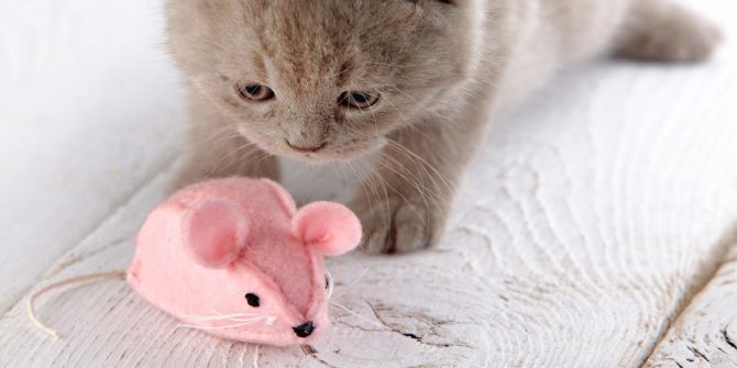 katze spielzeug ideen