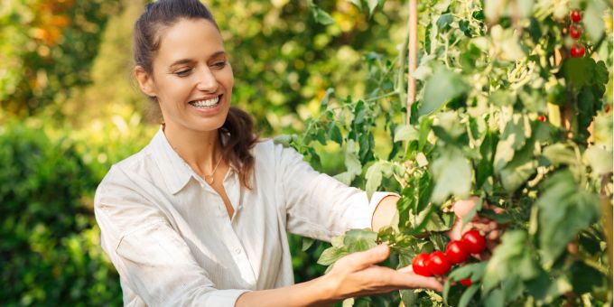 Der Standort und die Bewässerung sind zwei wichtige Voraussetzungen für eine erfolgreiche Tomatenernte. Hauert