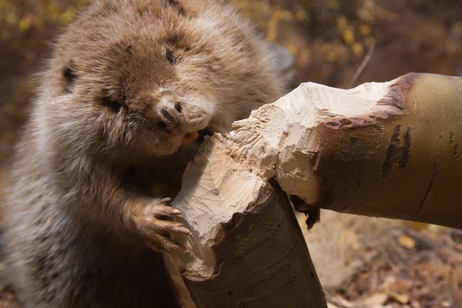 Mit ihren scharfen, langen Zähnen sind die Tiere waschechte Holzfäller. (Symbolbild)