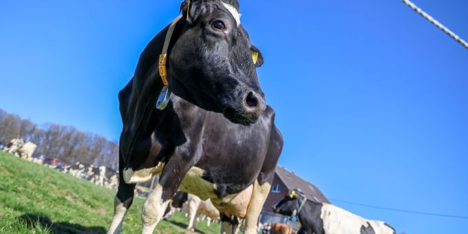 Aus einem Betrieb in Mecklenburg-Vorpommern (D) wurde Bullensperma gestohlen. (Symbolbild) Bullensperma