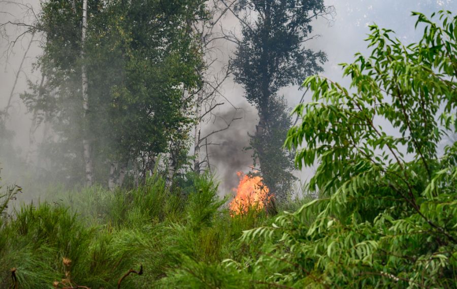 waldbrand sachsen