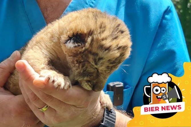 Liger Baby