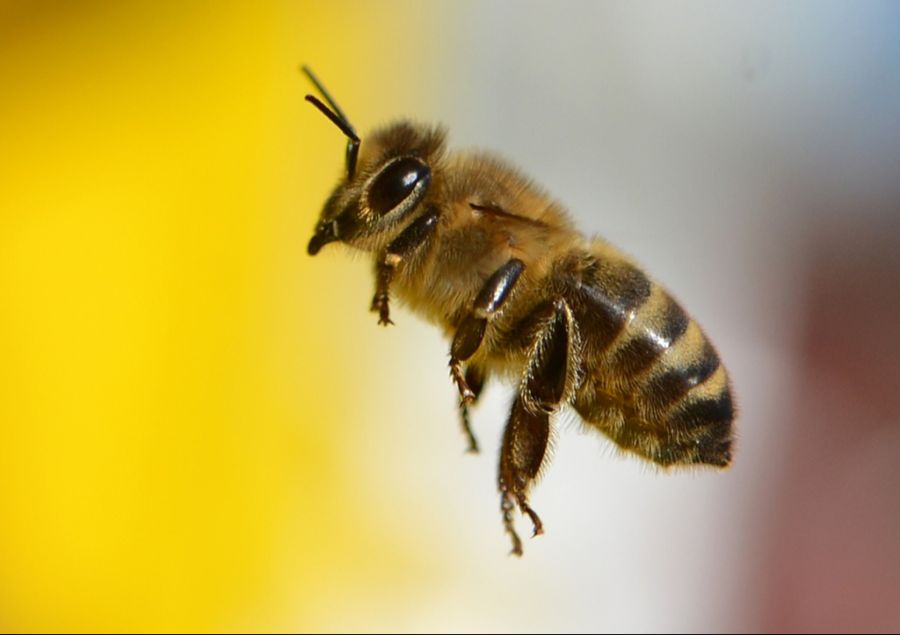 Viele Schweizer sind wohl nicht genügend aufgeklärt über die kleinen Tierchen.