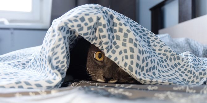 katze pinkeln wohnung