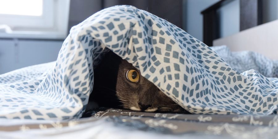 katze pinkeln wohnung