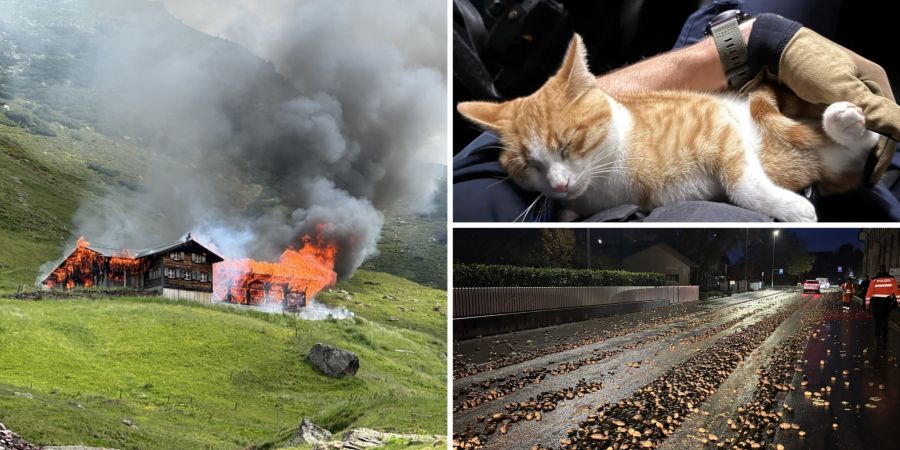 2025 gab es einige kuriose Polizei- und Feuerwehreinsätze.