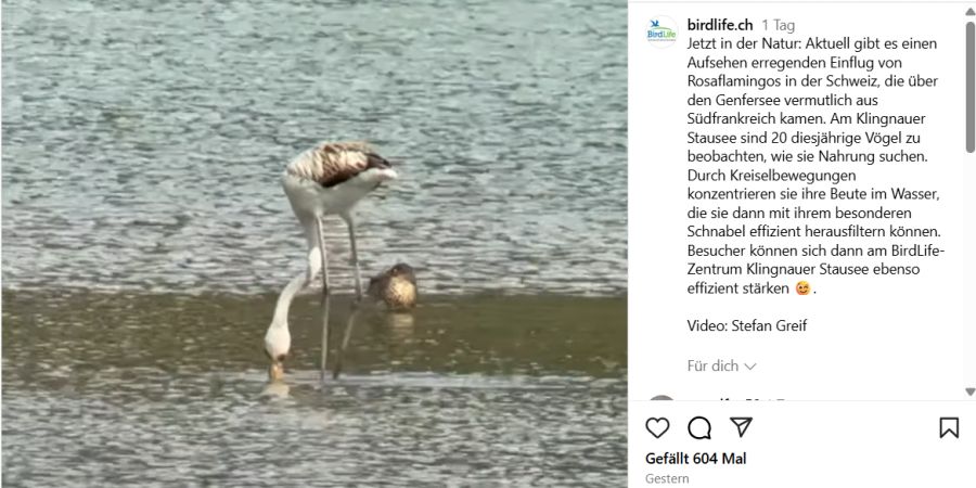 junger Flamingo
