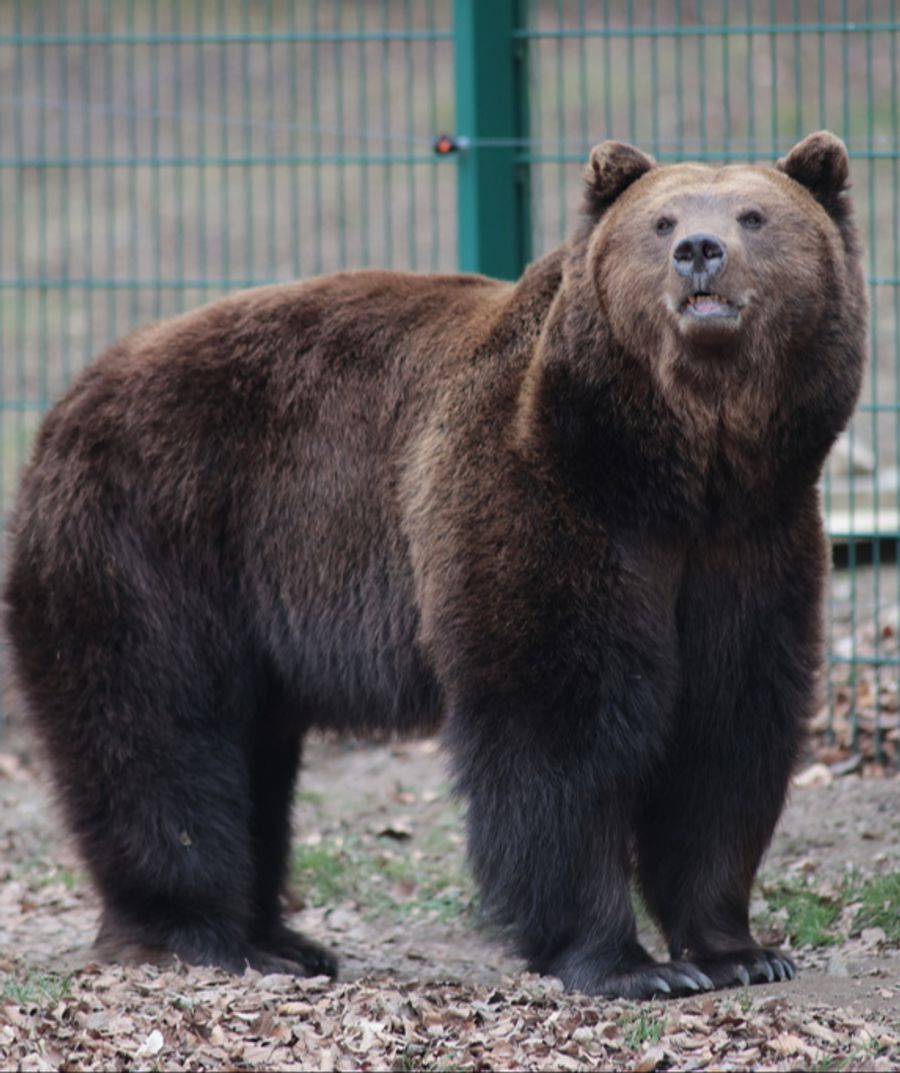 Bären haben bereits Touristen angegriffen, sind in Geschäfte eingedrungen und in der Nähe von Parks und Schulen gesichtet worden. (Symbolbild)