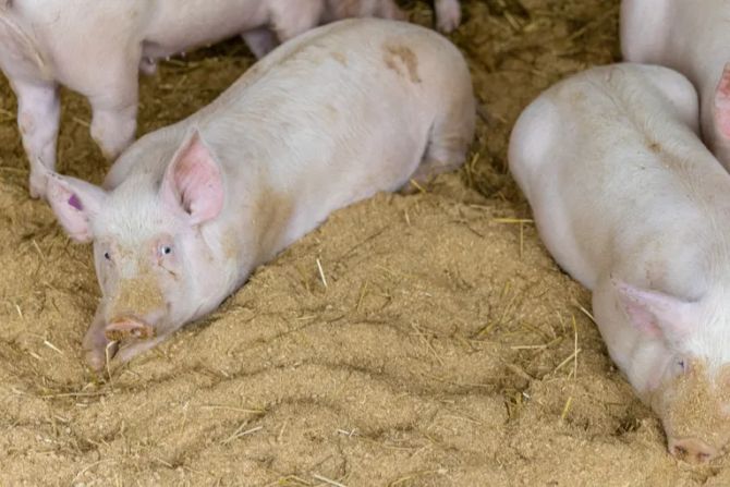 Schweinepest