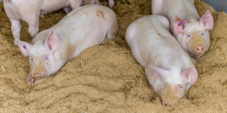 Schweinepest