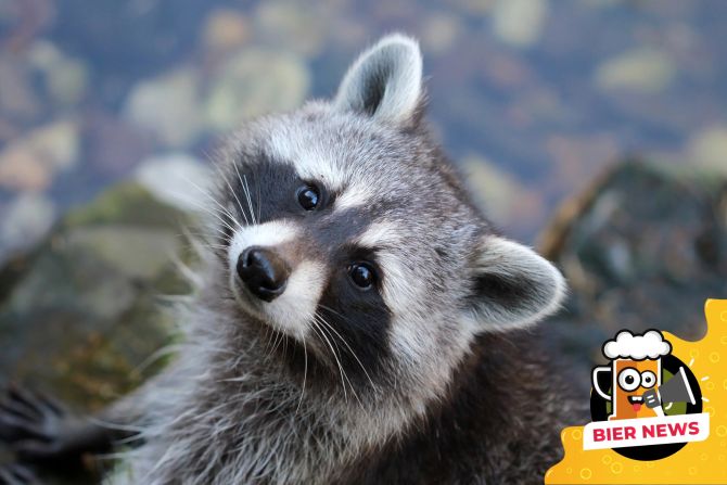 Waschbär