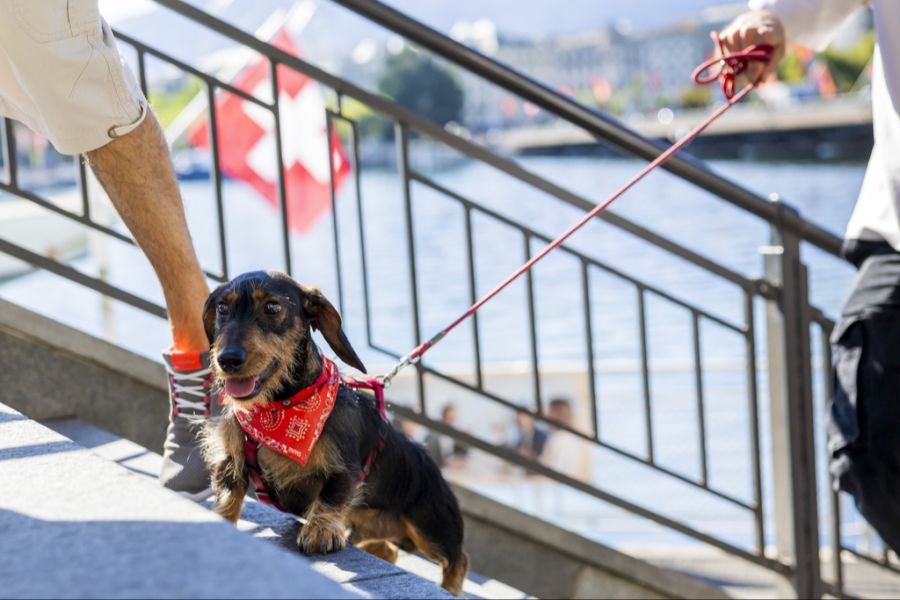 Nur das Beste für den Wauwau: Vermeintlich «gesunde» Labels liegen bei Hundebesitzern im Trend. (Symbolbild)