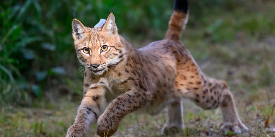 Luchs B903