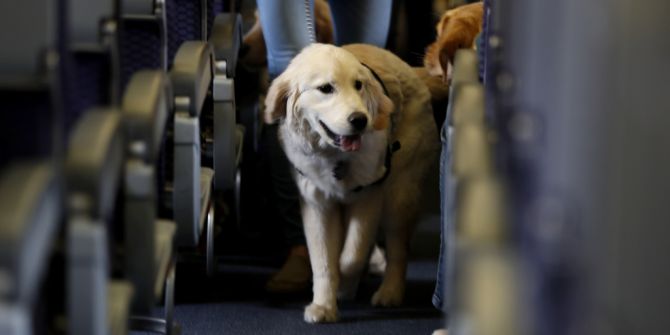 Hund Flugzeug Kabine