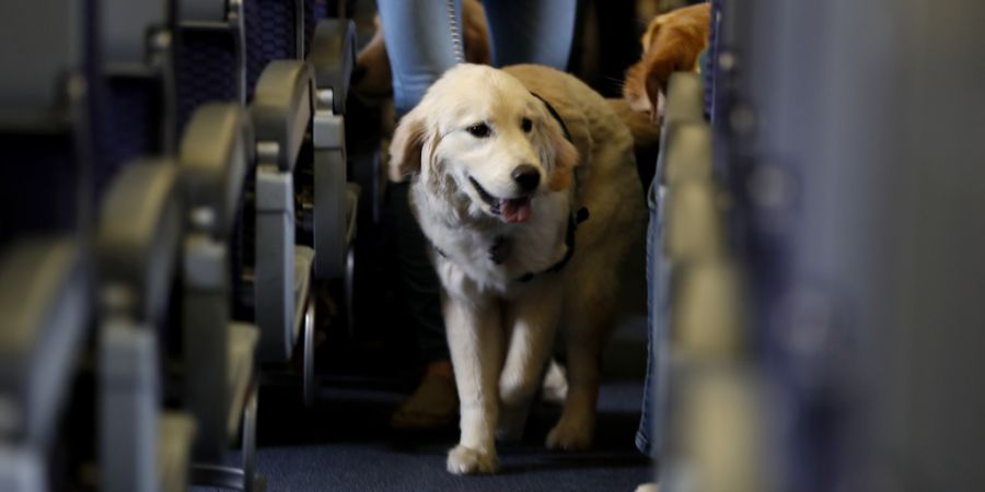 Hund Flugzeug Kabine