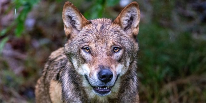 Wolf guckt in Kamera