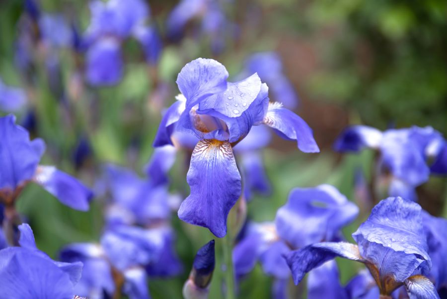 iris pflanze