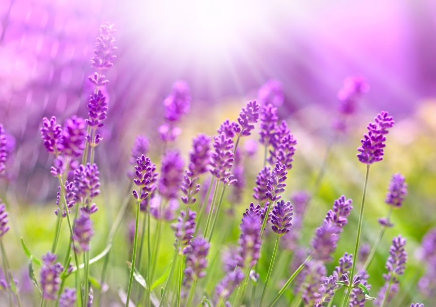 lavendel