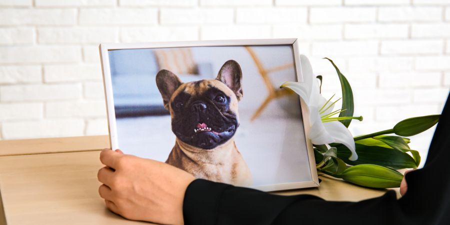 Person trauert um ihren Hund, Hundebild in einem Bilderrahmen, Blumen, Trauer, Tod