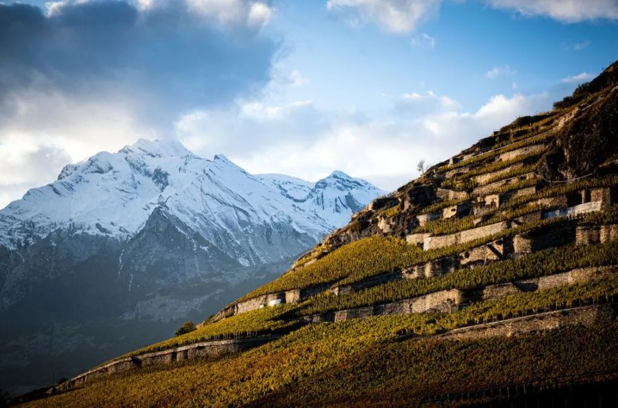 Symbolbild Swiss Wine Promotion