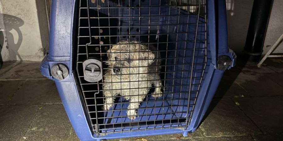 Neunkirch ausgebüxter Hund