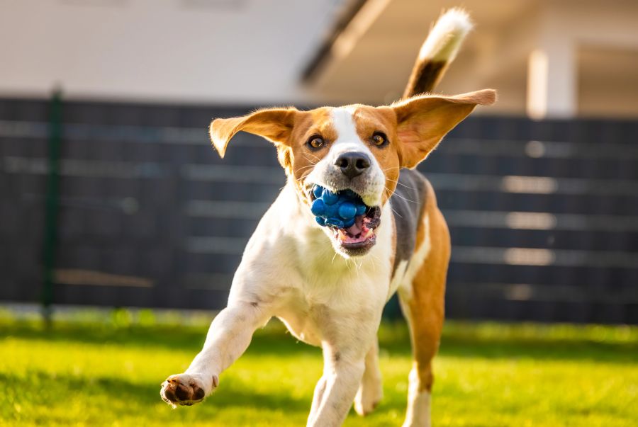 hund hitze