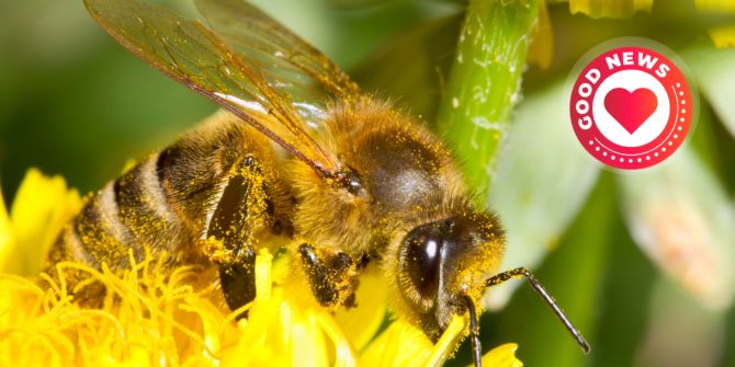 Bienensterben Lösung Nahrungsergänzung Bestäubung