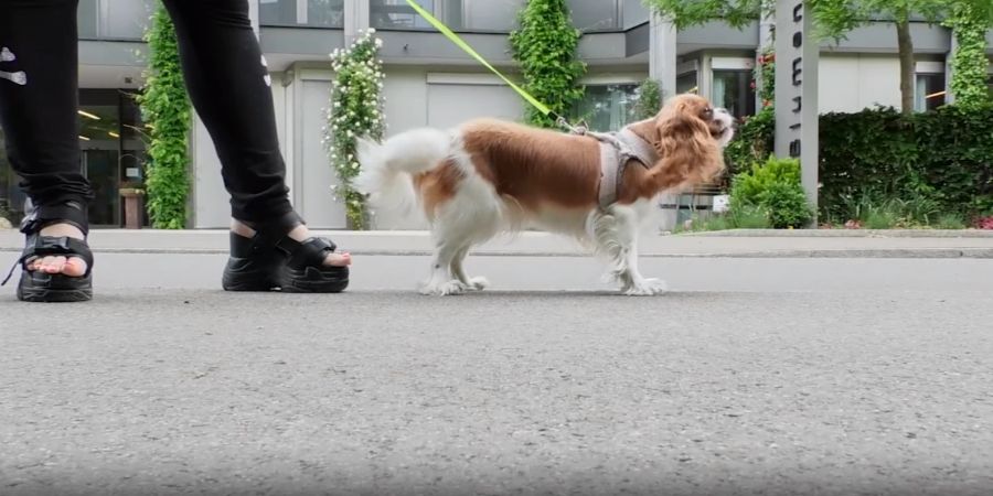 Die Frau war mit dem Hund unterwegs.