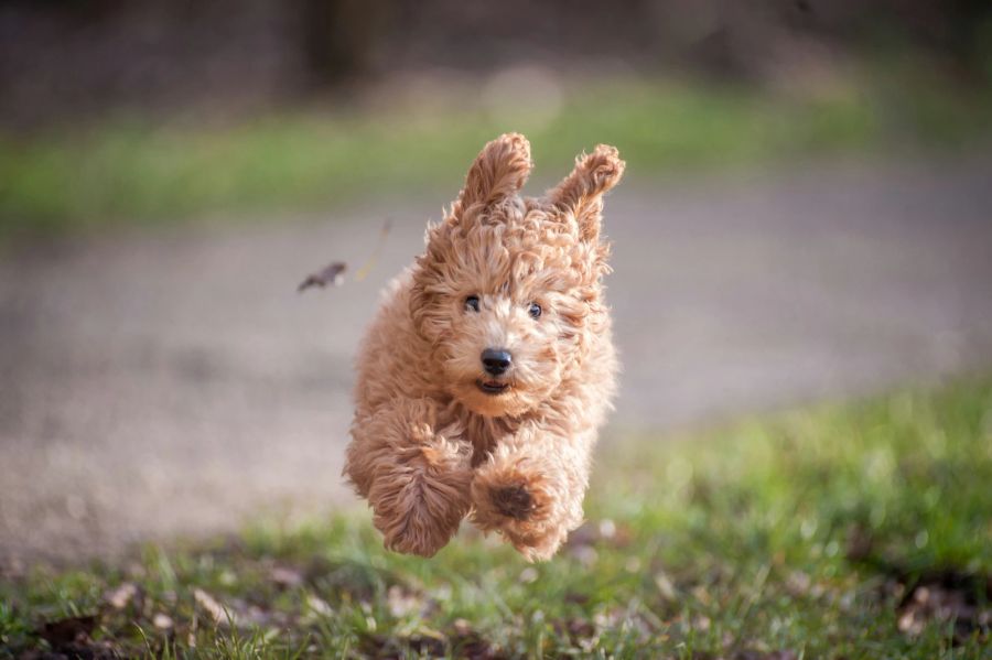 Es gibt viele Regeln, die Hunde und Hundehalter unbedingt befolgen sollen.