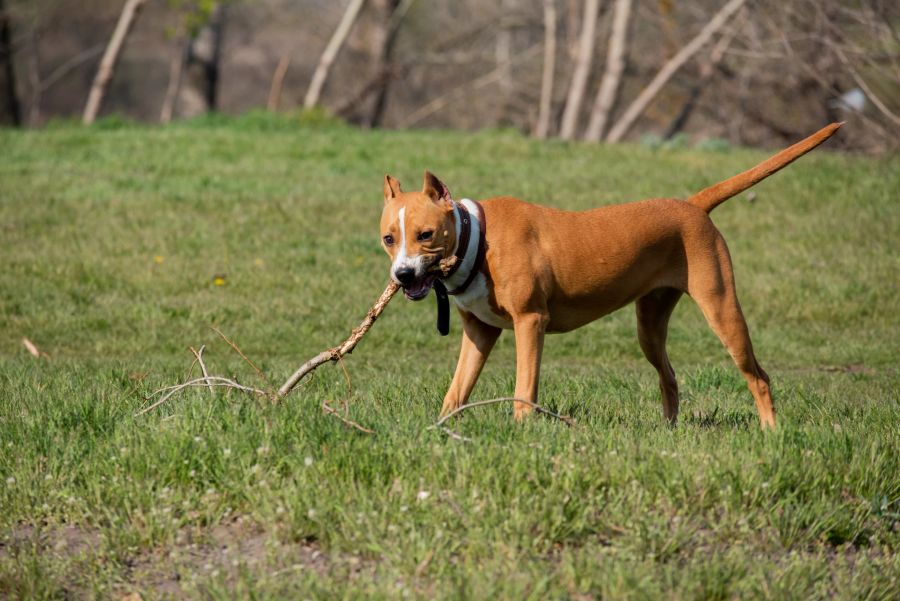 Der American Staffordshire Terrier ist der Versuch, aus einem Kampfhund einen Hund, der für Familien geeignet ist, zu machen.