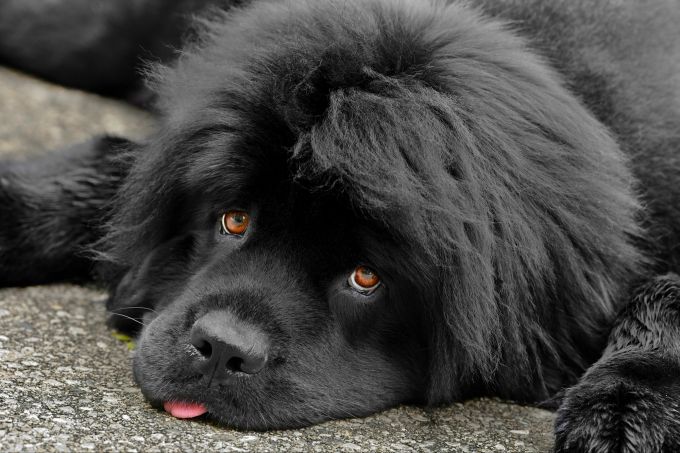 Neufundländer sind gelassene Hunde, die gut mit Kindern auskommen. Hund