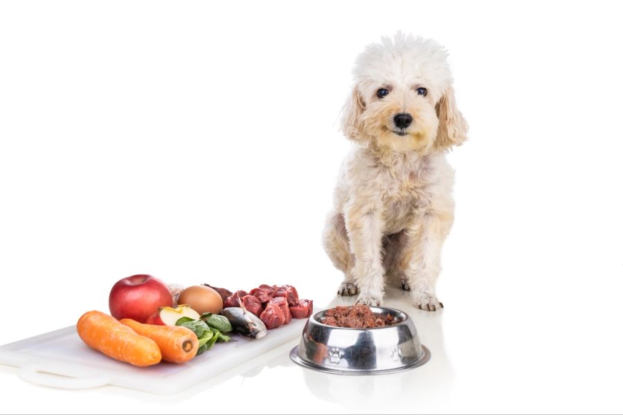 Gehorsamer gesunder Hund posiert mit rohem Fleisch und Gemüse.