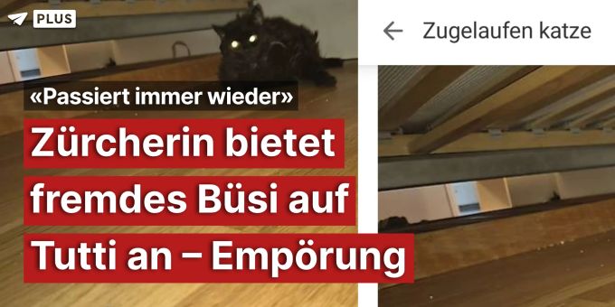 «Gratis» - Zürcherin bietet fremdes Büsi auf Tutti an