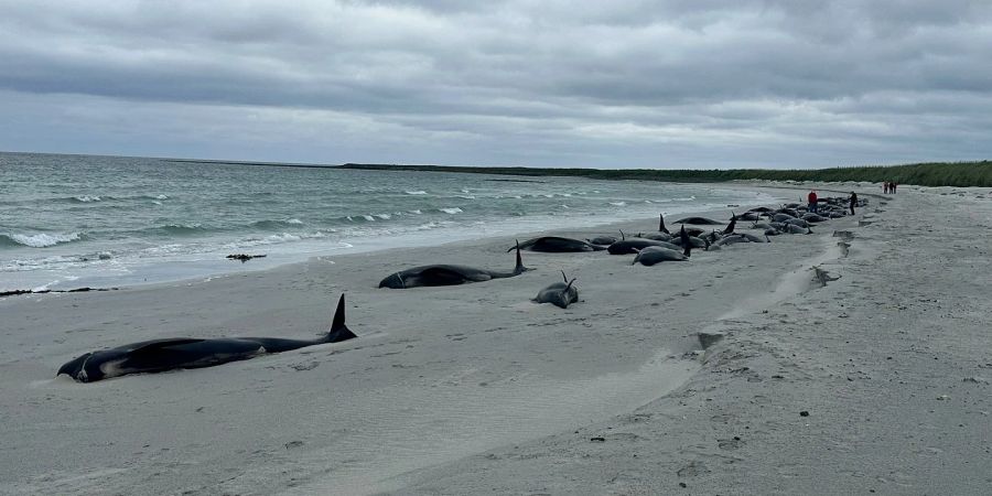 Wale Schottland