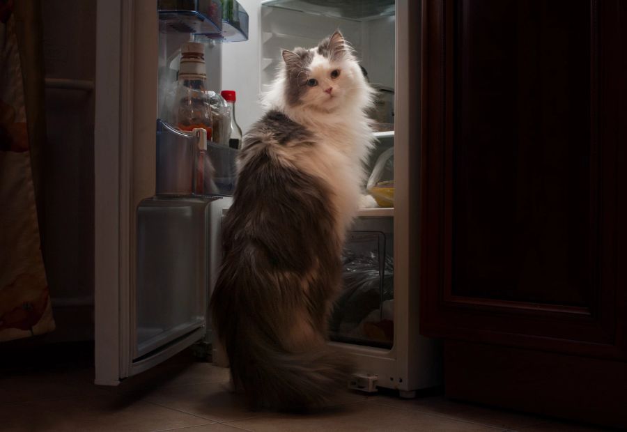 Katze am Kühlschrank