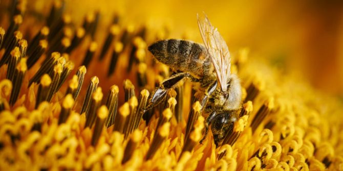 Biodiversitätsinitiative Überblick