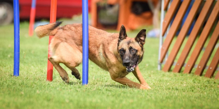 Hunde-Agility