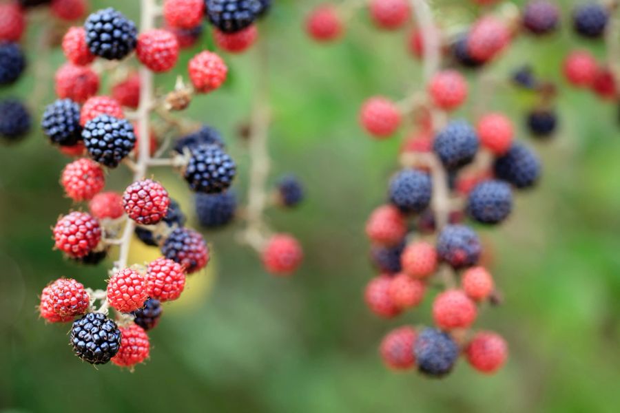 brombeeren, grüner garten, grüner hintergrund