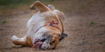 Hund liegt auf der Seite