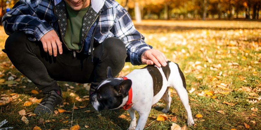 Hund wird gestreichelt