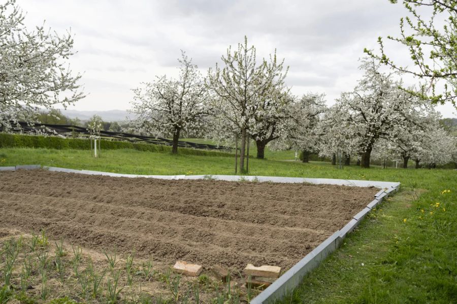 Auch Schneckenzäune um die Beete helfen, rät Thomas Pfyffer vom Gärtner-Branchenverband Jardin Suisse. (Archivbild)