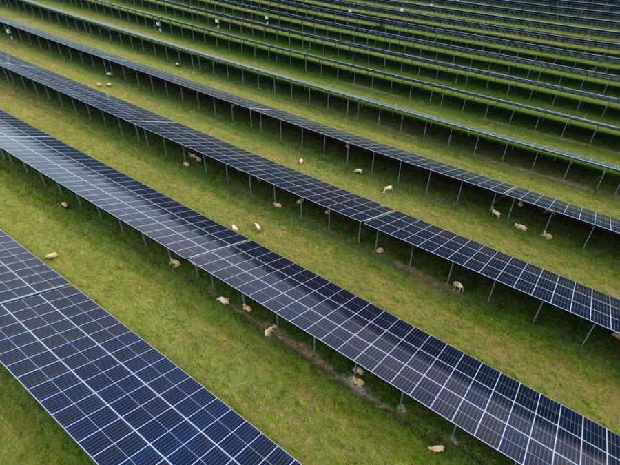 Schafe Solarpark