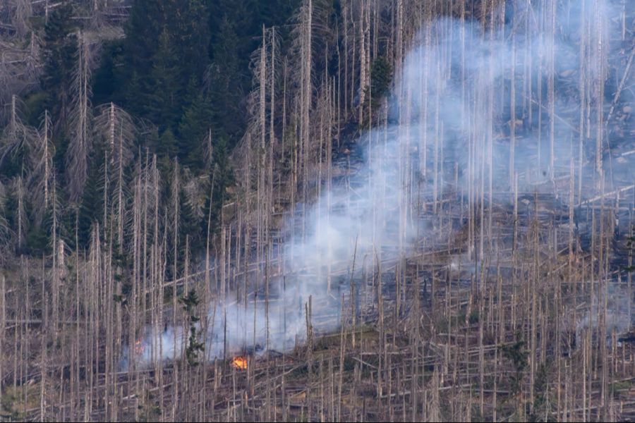 Waldbrand Feuer Brand Brocken