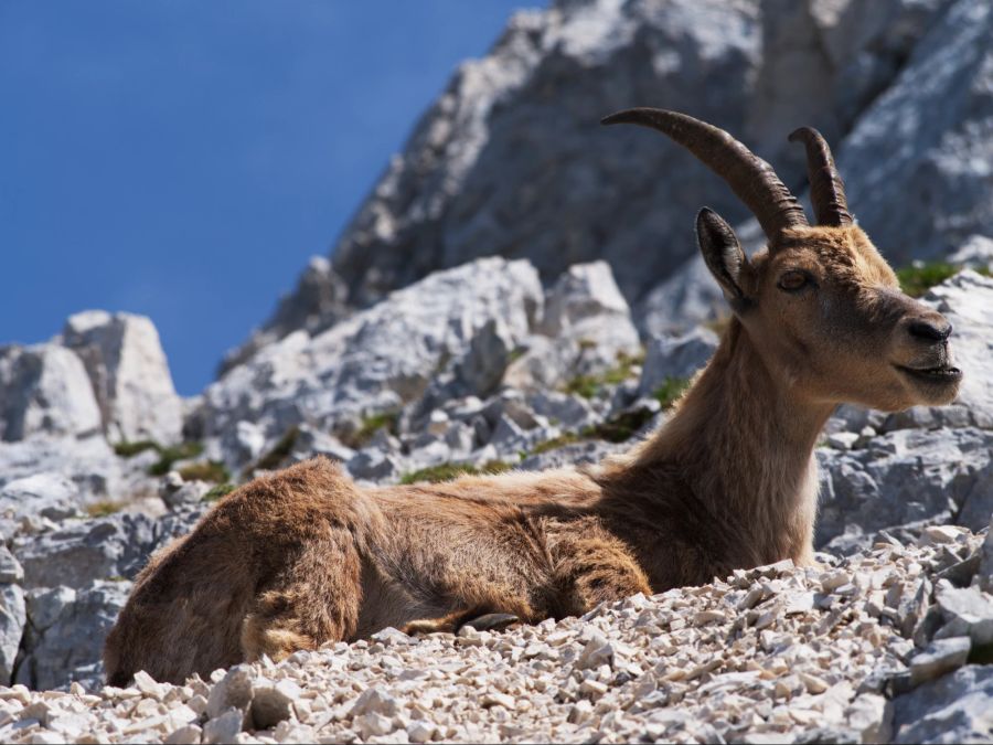 Steinbock