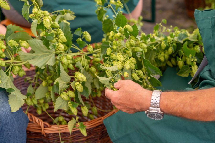 Schützengarten Hopfen