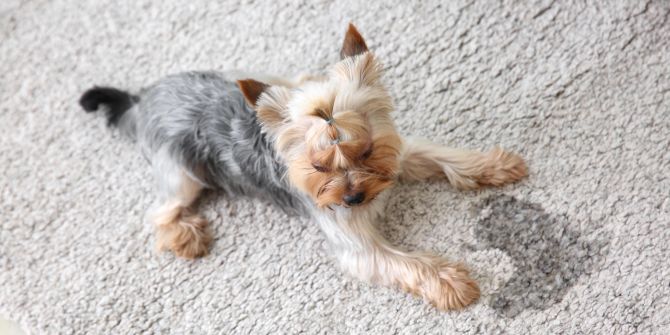 Hund auf einem Teppich mit Urin