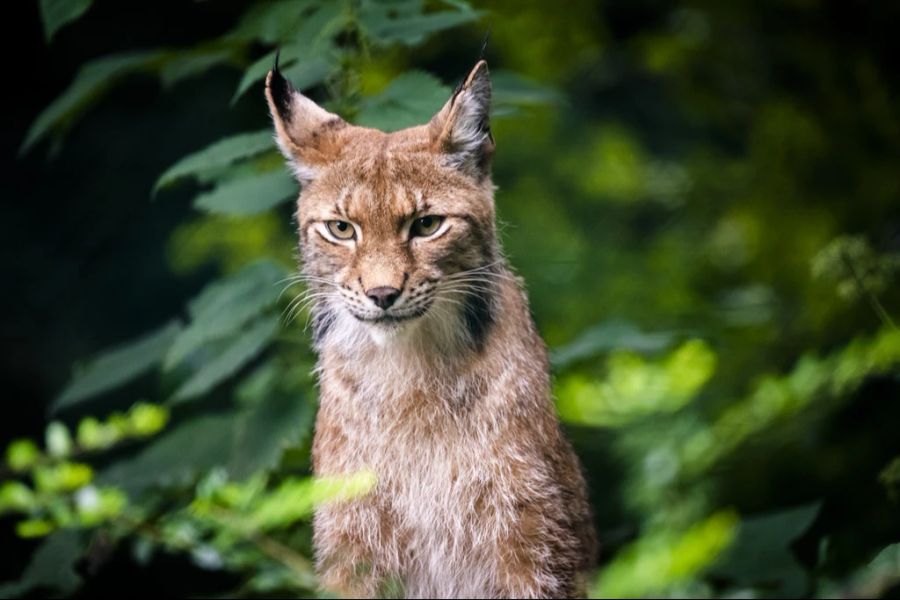 Ein Luchs, aufgenommen im Zoo Servion.