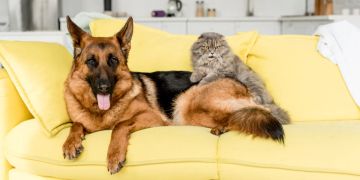 Schäferhund Katze Couch