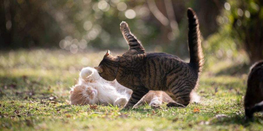 Katzen streiten sich