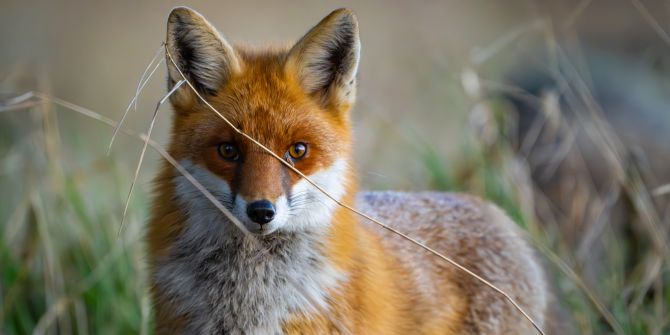 fuchs